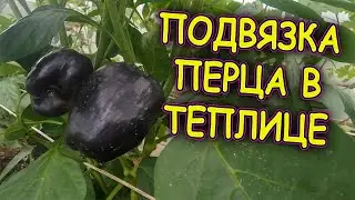 Вот почему мои перцы растут быстро и ровно. Как подвязать перцы в теплице. Опоры для перцев. Перец.