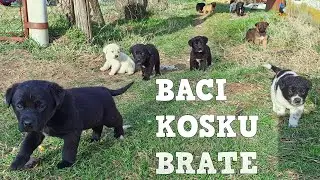 Okružen Bombončićima / Surrounded by Biskitts