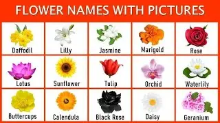 Flowers Name | Learn Name in English | Flowers Name Basic English learning#flowers names