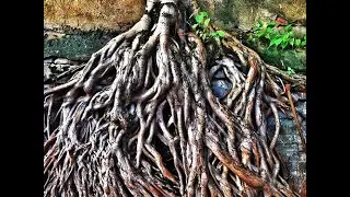 Natural Root LOOP