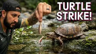 Eastern Box Turtle Catching Rosy Red Minnows