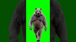 Big bear walking green screen