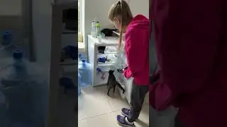 Котики коли відчули cat friendly в Зоолюкс | #vet #cat #catfunny