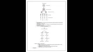 ||12 standard|| biology notes|| Human Reproduction ||
