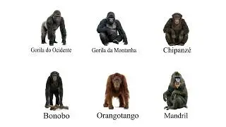 Explaining each of the 6 primates most similar to humans, it's incredible how intelligent they are