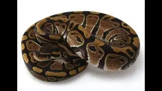 Python Logic Problem: 1