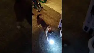 Dog Chases Flashlight #Flashlight #Dog #aussimo #Pets #fyp #dogs #doglover #funnydogs #foryourpage