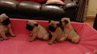 Pug under trampoline