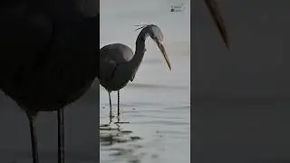 Hunting for Life - Western Reef Heron  #youtubeshorts #shorts  #wildlife #birdsanctuary  #herons