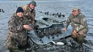 Banded Brant hunting Cold Bay Alaska on Izembek wildlife refuge