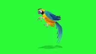 Parrot 3d green screen background cartoon with no copyright