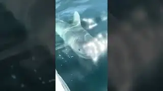kemarahan hiu macan 🦈 saat wilayahnya di datangi orang asing #shorts #shark #ocean