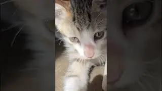 Cat yawning 🥱 🙀#shorts