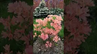 Рододендрон японский лососевый 27 мая 2021 Rhododendron japonicum