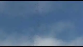 Николаевские голуби расы Агурбаш (нарезка под музыку)