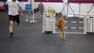 Orry - AKC Agility Open JWW (4/27/13)