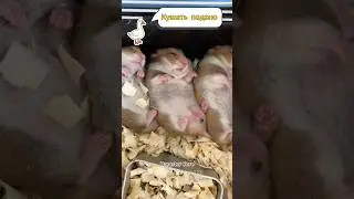 Безотходное производство. Автор видео: @petfunnytime5123  