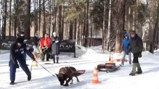 Вейтпуллинг чемпионат России 19.03.2011
