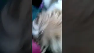 Зивака позивака