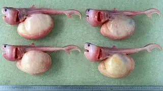 Facts to Make You Change Your Minds About Sharks