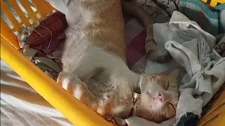 Cat sleeping positions