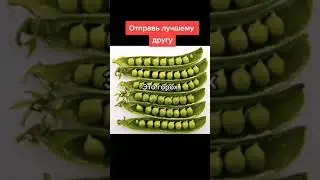 пранк - отправь лучшему другу