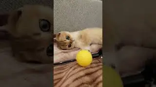 #шотландские