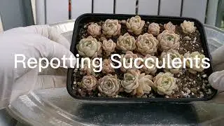 Repotting My Succulents