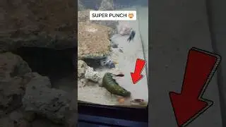 The Mantis Shrimp Evaporates WATER In A Single BLOW! | Mantis Shrimp - Pistol Shrimp 