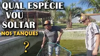 QUAL VAI SER A PROXIMA ESPÉCIE DE PEIXES?? canal saalada