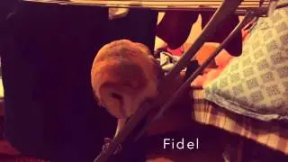 Сова! Сипуха Фидель! Сова сидит на сушилке! Сове нравится сушилка!