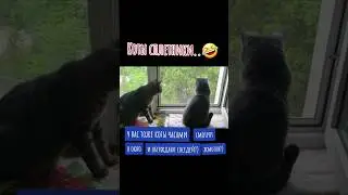 соседи жмоты #неприятныелюди   #безкотаижизньнета #catlove#смех #рофлим #прикол #юморнашевсе #catsof