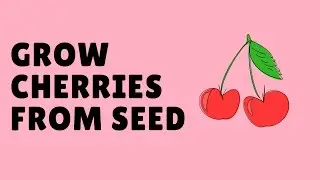 How to Grow a Cherry Tree From Seed