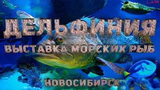 ДЕЛЬФИНАРИЙ выставка морских рыб | ДЕЛЬФИНИЯ | ОКЕАНАРИУМ | 