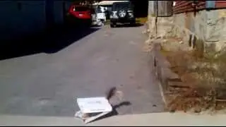 Helped a skunk stuck in a pizza box