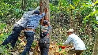 cutting down teak trees to make building materials