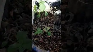 Mi huerta personal