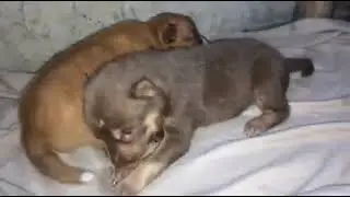 cute puppies