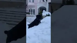 Войс Вельд Зума