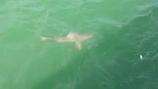 Shark sighting at Myrtle Beach State Park pier