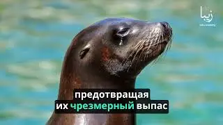 Роль ключевых видов: как определенные животные формируют и поддерживают целые экосистемы