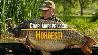 Crapi mari pe lacul Horgesti