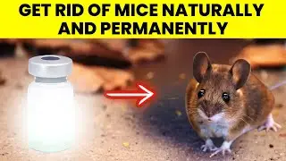 7 Ways To REPEL Mice Naturally And Permanently