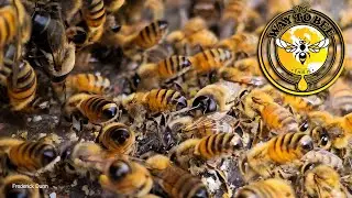 Self Hiving Swarm of Honey Bees May 6th, Moving into an empty hive on their own.