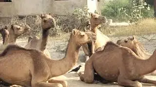 All camels sitting in silent Mode and moving the mouth for digestion the Feed.