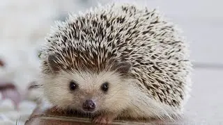 Top 50 curiozitati despre ARICI