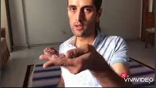 Ebabil kuşu besleme