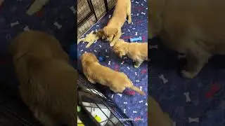 Puppies Playing with the Bizzy Ball