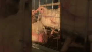 Бройлера кобб500 20 дней 1200гр  #яйца #инкубатор #цыплята #брудер #chicken #балапан #яйцо #smart