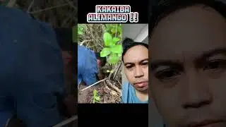 kakaiba alimango ang laki!🫢#shorts #shortvideo #fyp